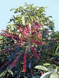 Coffee Tree with Coffee Berries