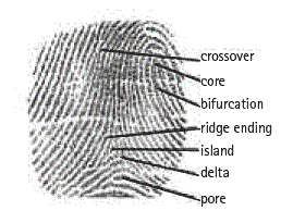 Fingerprint  Identification