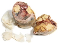 Balut