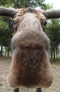 Moose Nose