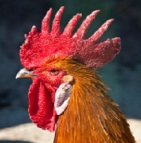 Rooster Head