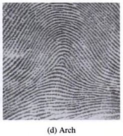 Fingerprint  - Arch (A)