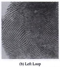 Fingerprint  - Left Loop (L)