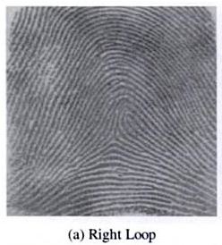 Fingerprint  - Right Loop (R)