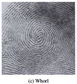 Fingerprint  - Whorl (W)