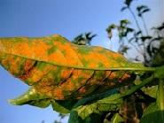 Coffee Leaf with Roya Fungus - Leaf Rust