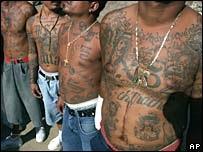 Mara Salvatrucha Gang Members