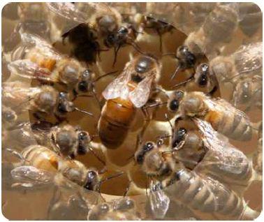 Picutre of Queen Honey Bee